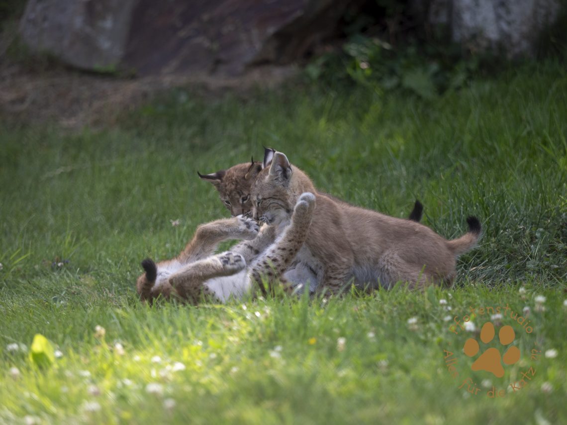 Europ_ischer_Luchs_7150044
