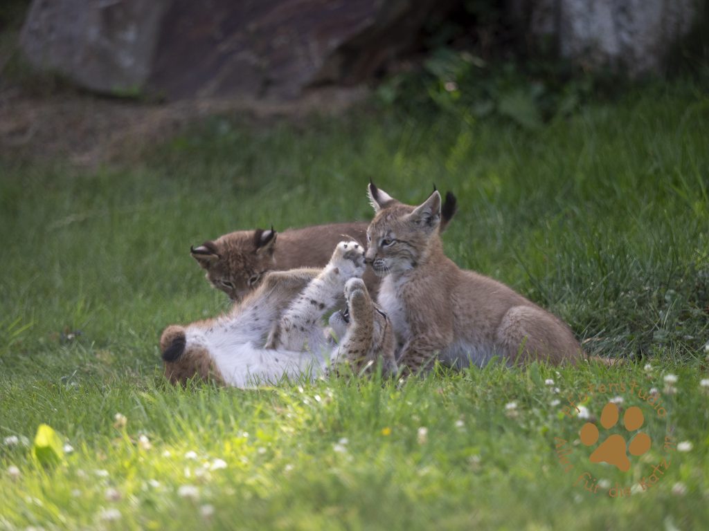 Europ_ischer_Luchs_7150045