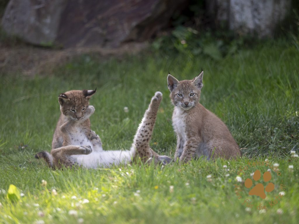 Europ_ischer_Luchs_7150048