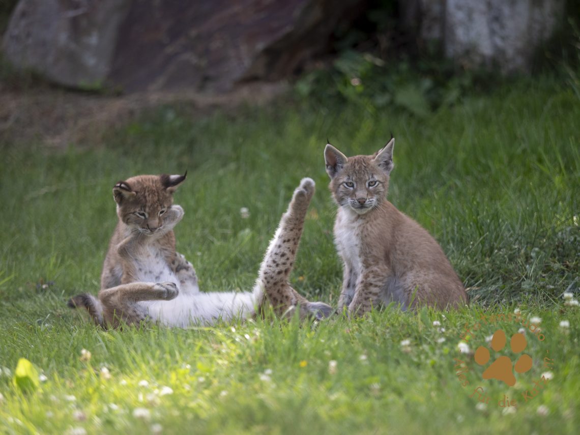 Europ_ischer_Luchs_7150048
