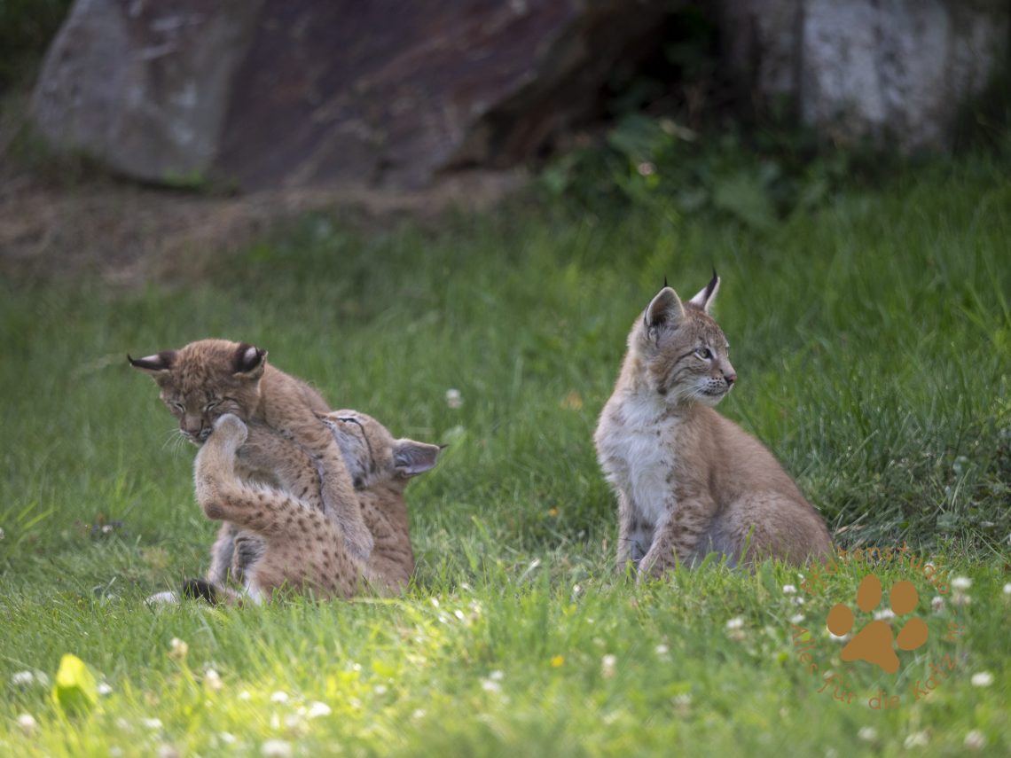 Europ_ischer_Luchs_7150051
