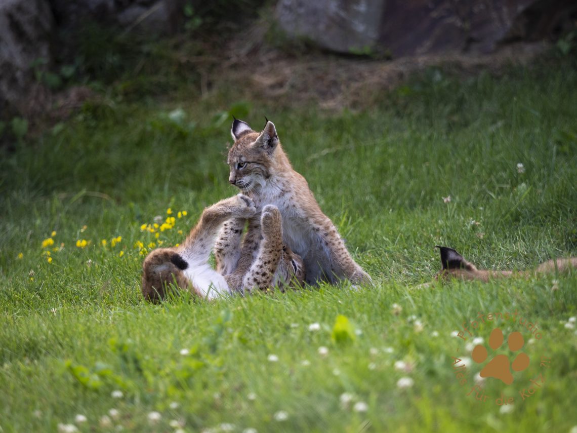 Europ_ischer_Luchs_7150071