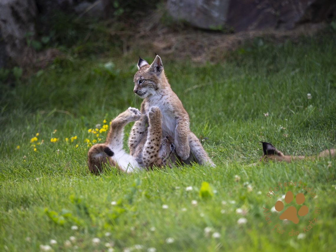Europ_ischer_Luchs_7150072