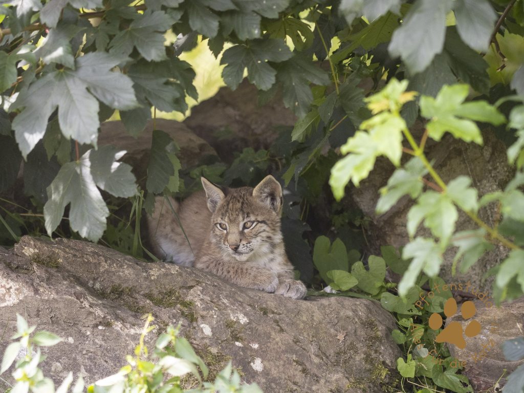 Europ_ischer_Luchs_7150073-2