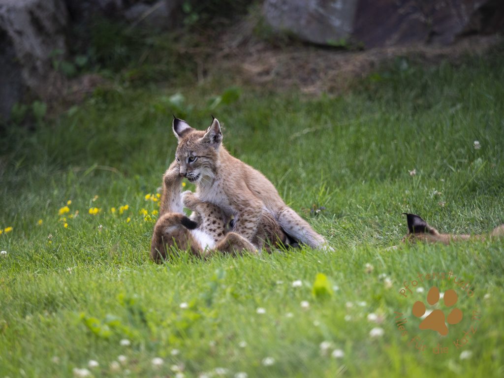 Europ_ischer_Luchs_7150074