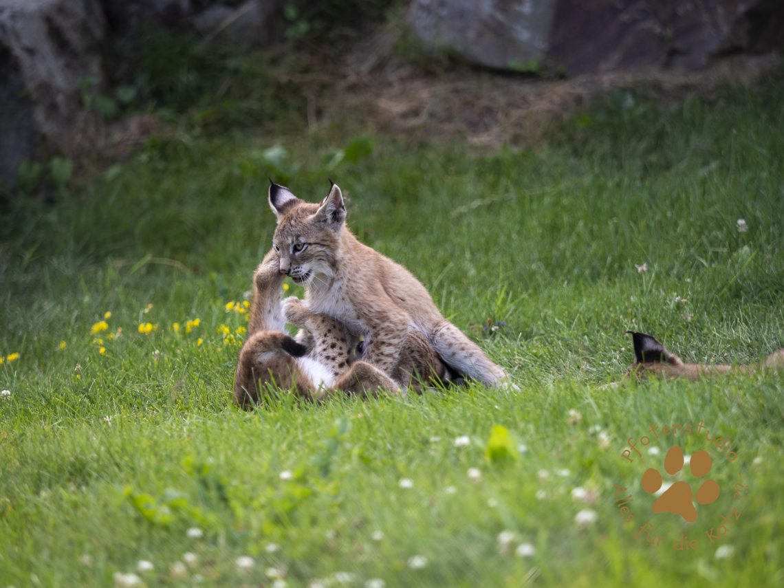 Europ_ischer_Luchs_7150074