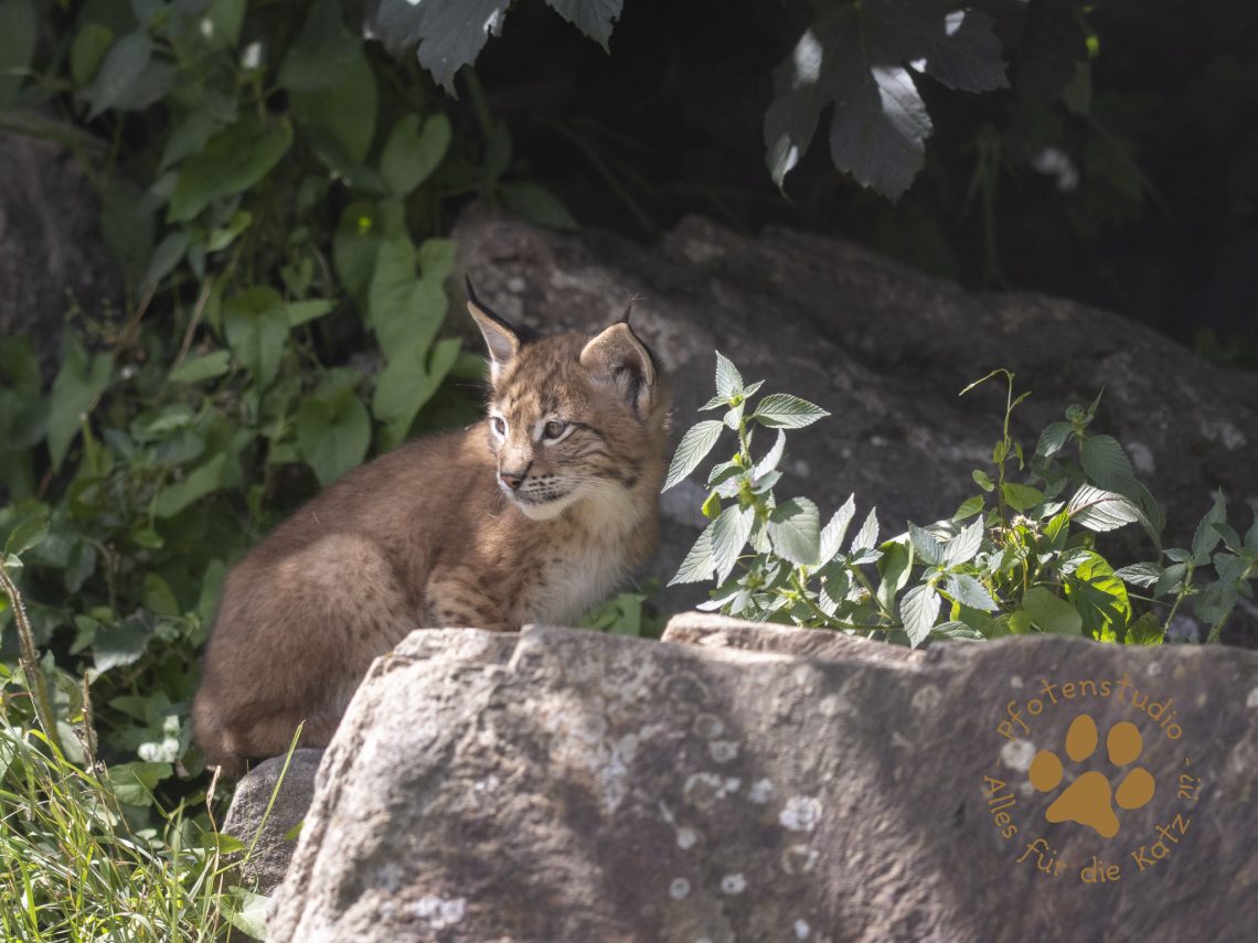 Europ_ischer_Luchs_7150076-2