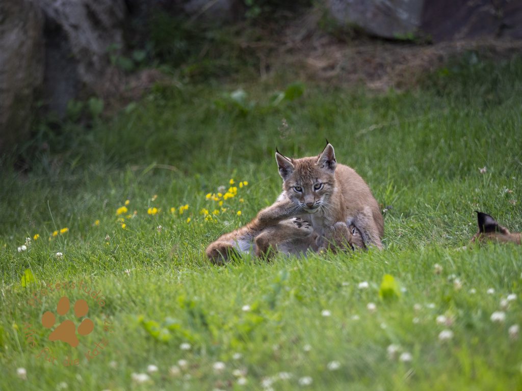 Europ_ischer_Luchs_7150081