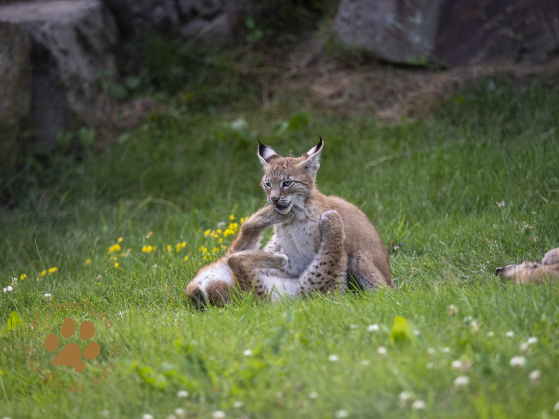 Europ_ischer_Luchs_7150084