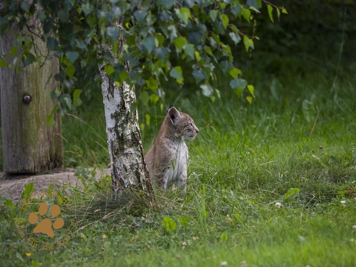 Europ_ischer_Luchs_7150086_1