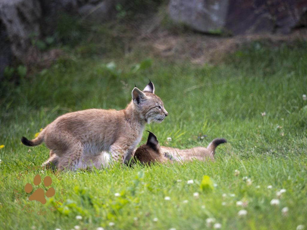 Europ_ischer_Luchs_7150101