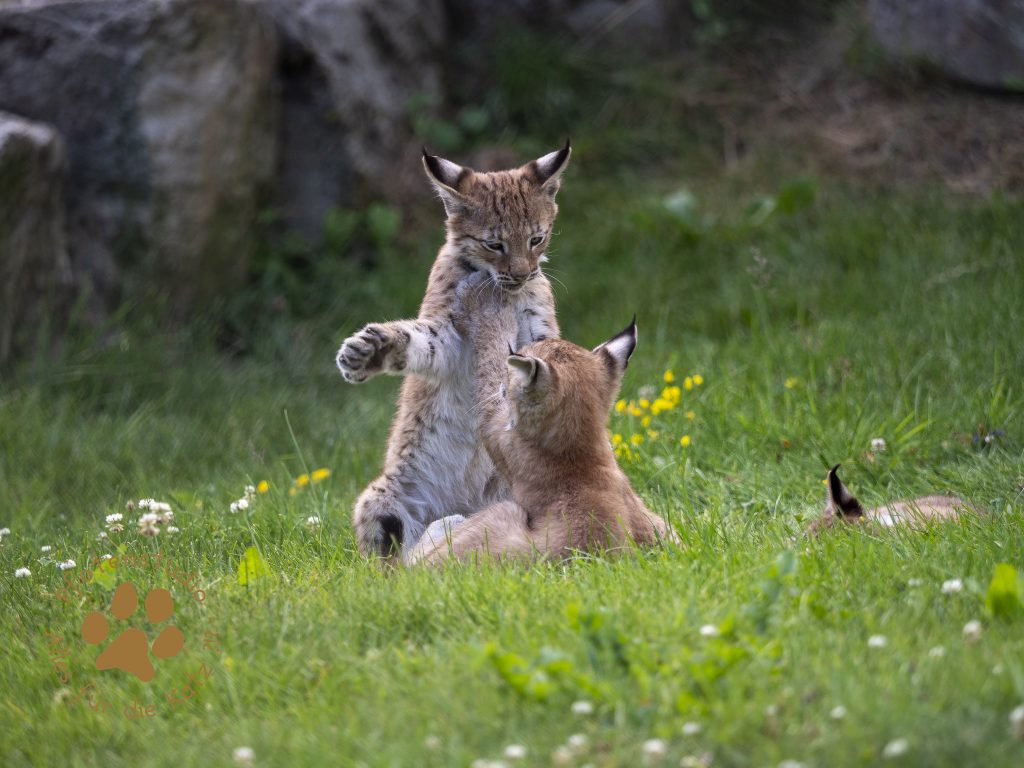 Europ_ischer_Luchs_7150111