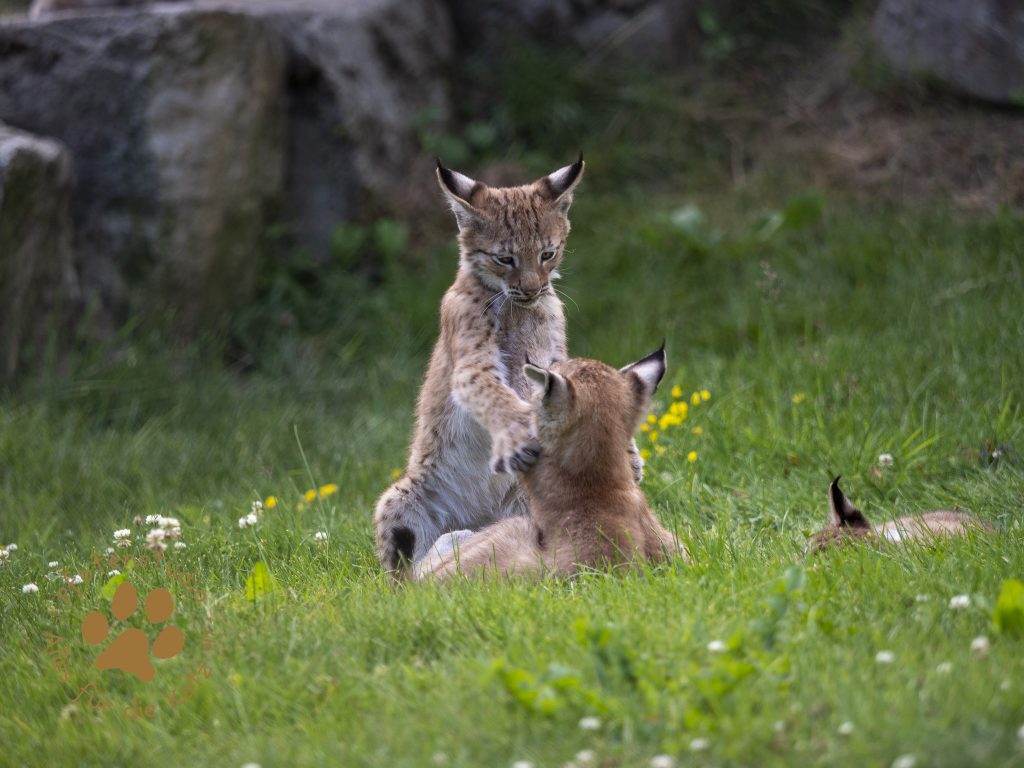 Europ_ischer_Luchs_7150112