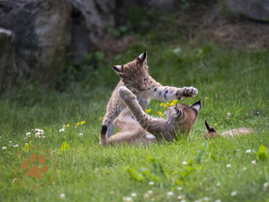Europ_ischer_Luchs_7150119