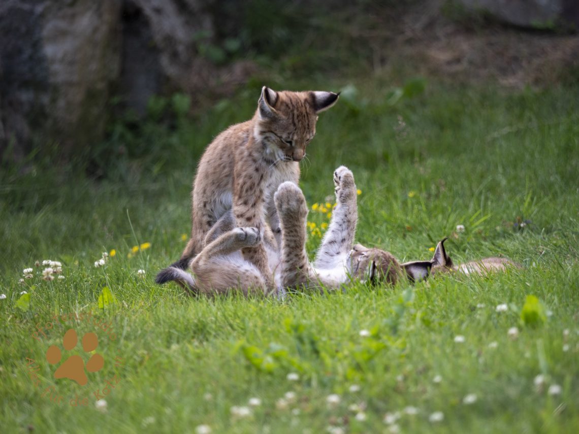 Europ_ischer_Luchs_7150129