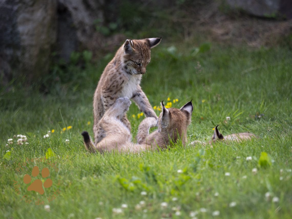 Europ_ischer_Luchs_7150137