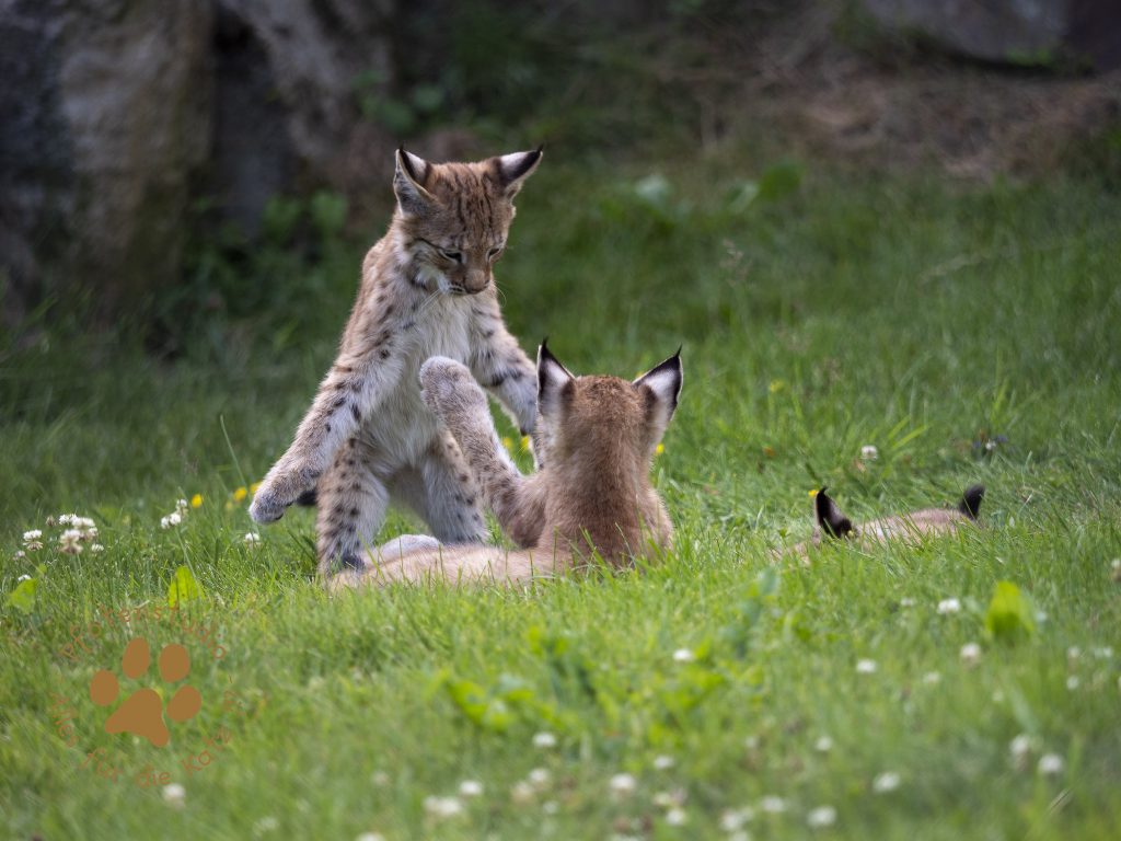 Europ_ischer_Luchs_7150142