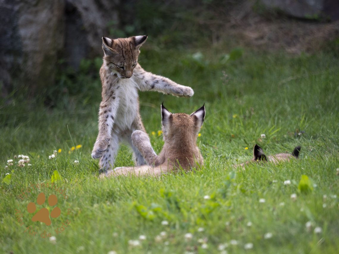 Europ_ischer_Luchs_7150143