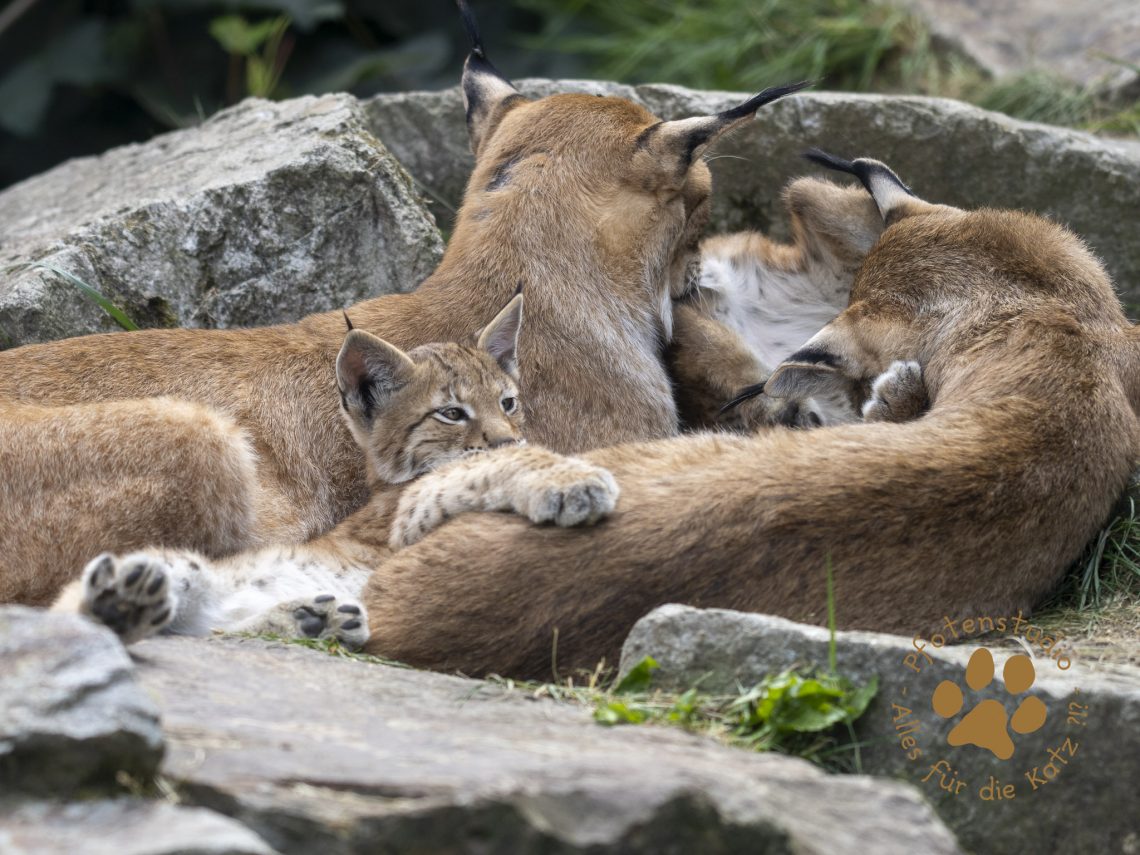 Europ_ischer_Luchs_7150149-2