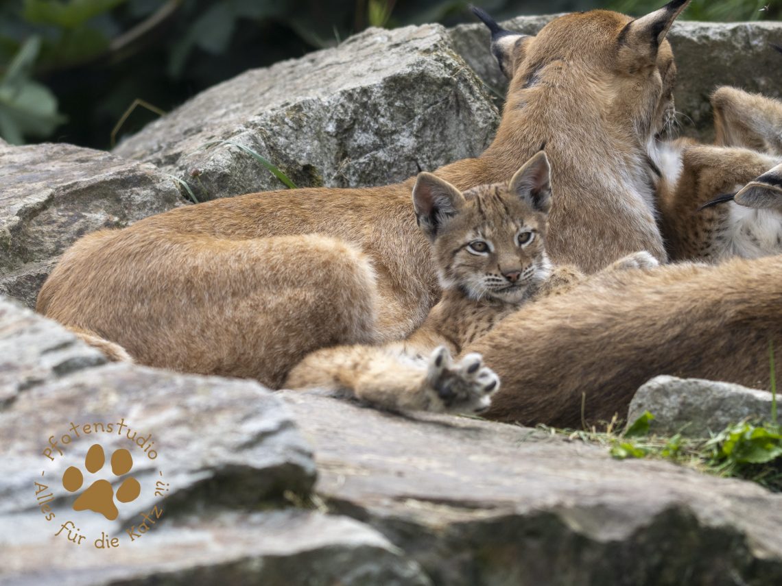 Europ_ischer_Luchs_7150151-2