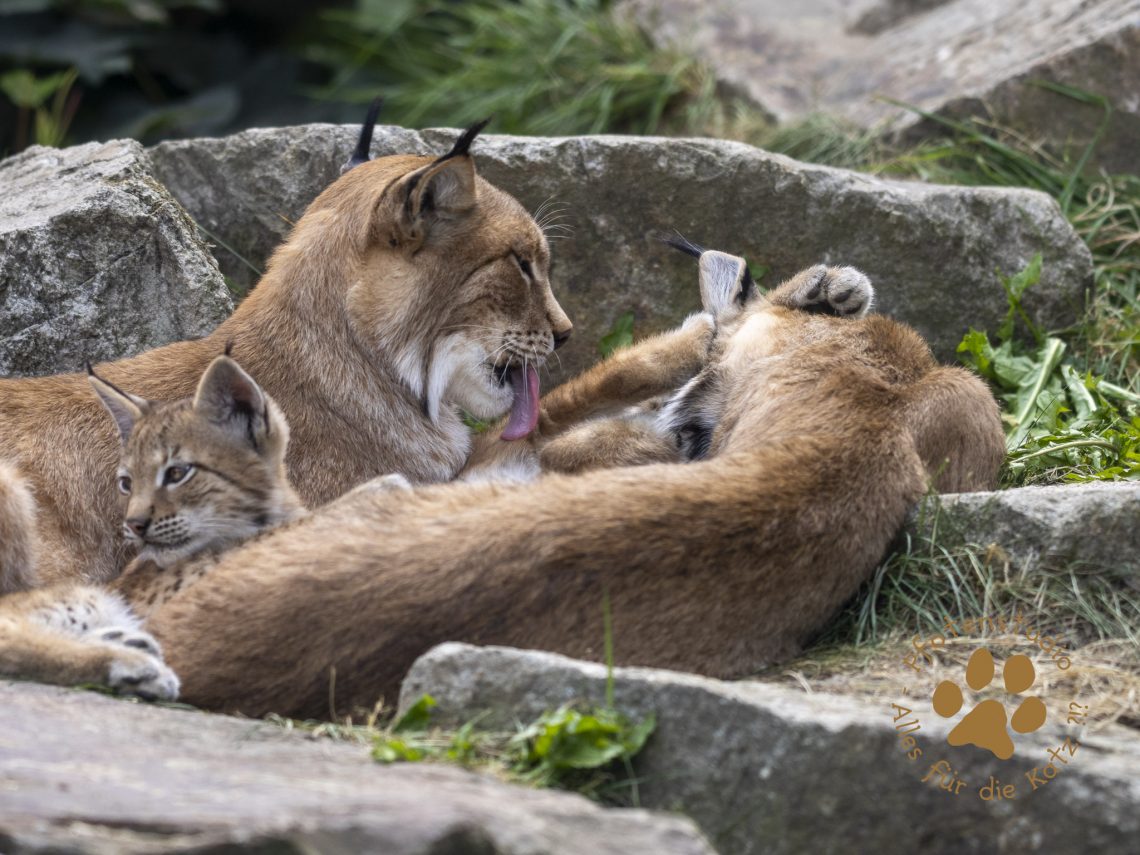 Europ_ischer_Luchs_7150166-2