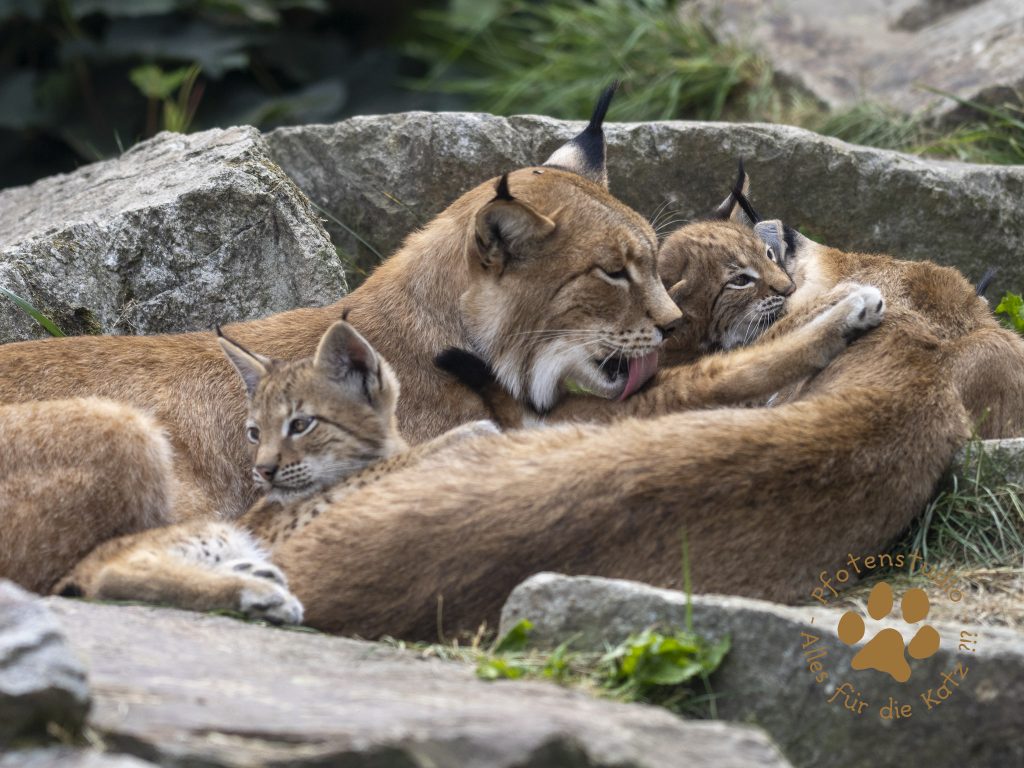 Europ_ischer_Luchs_7150170-2