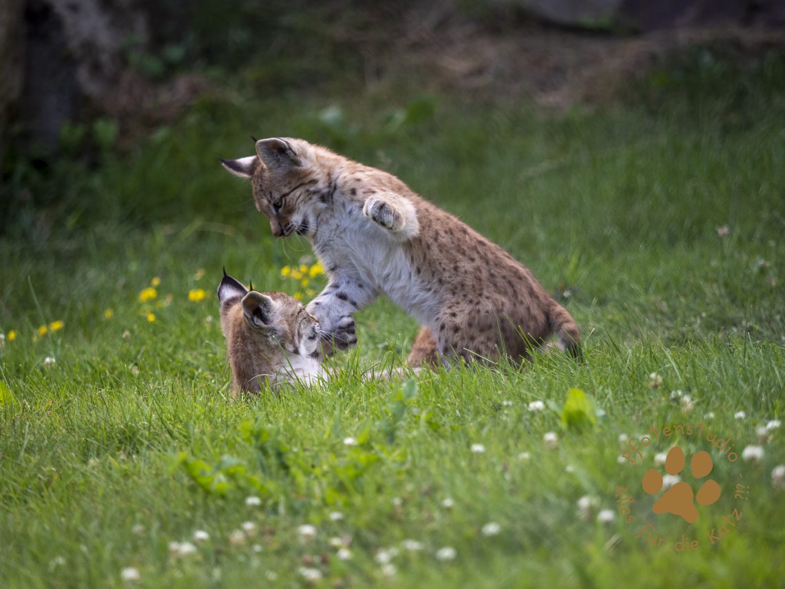 Europ_ischer_Luchs_7150177