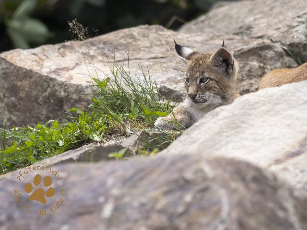 Europ_ischer_Luchs_7150179-2
