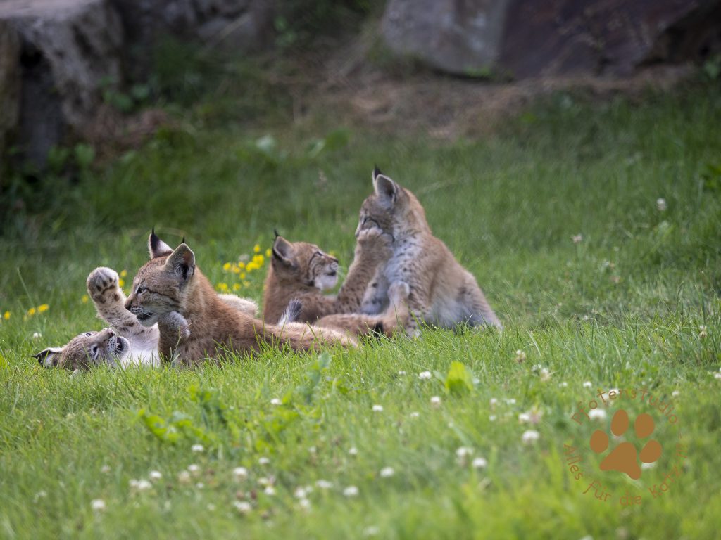 Europ_ischer_Luchs_7150187