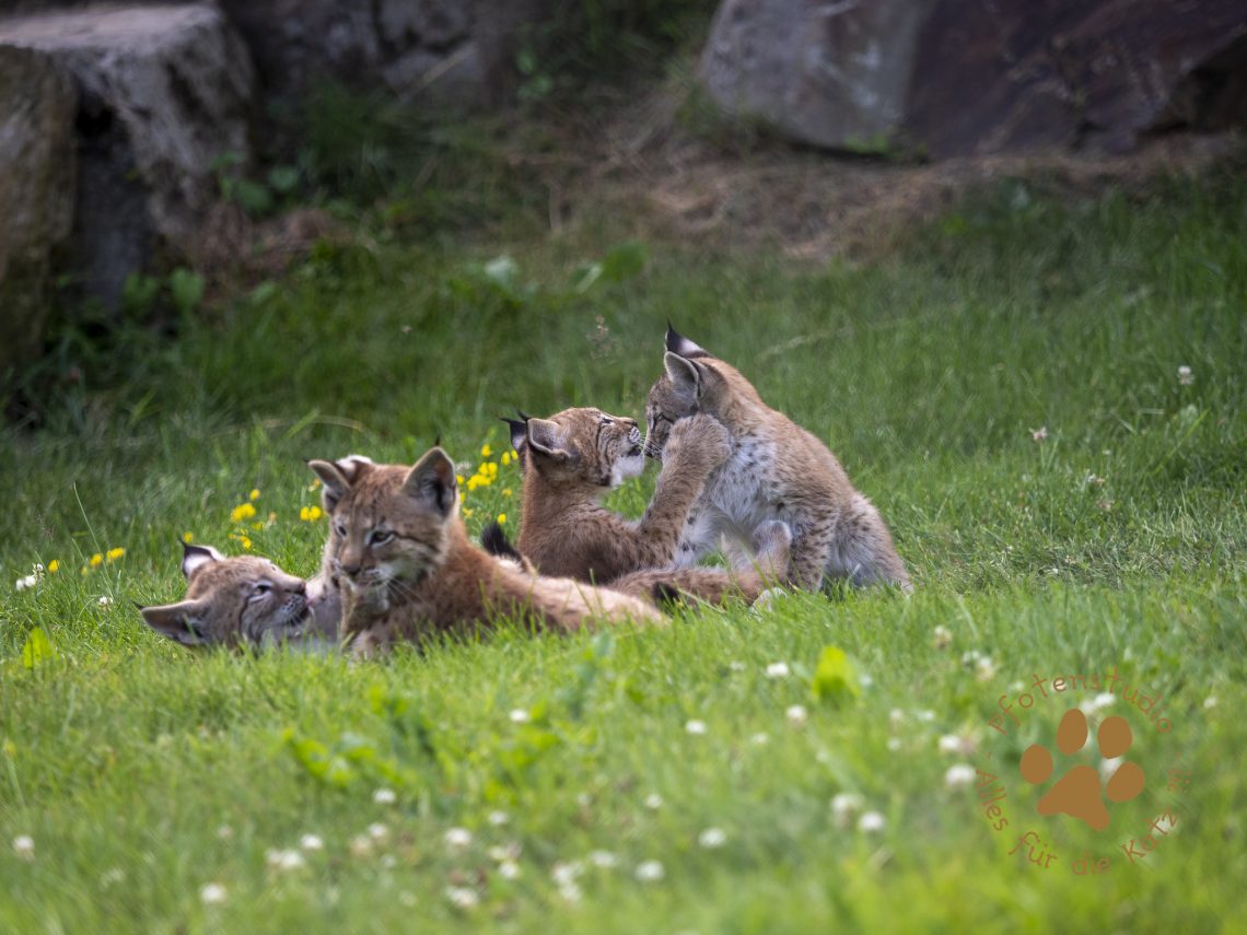 Europ_ischer_Luchs_7150189