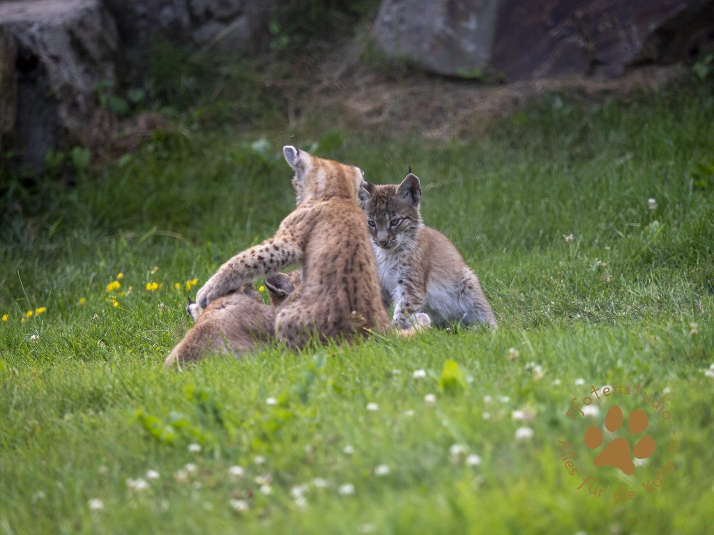 Europ_ischer_Luchs_7150201