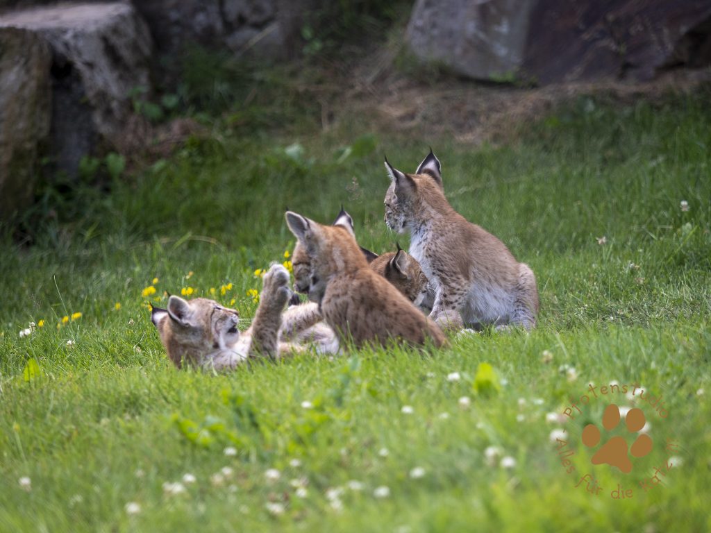 Europ_ischer_Luchs_7150209