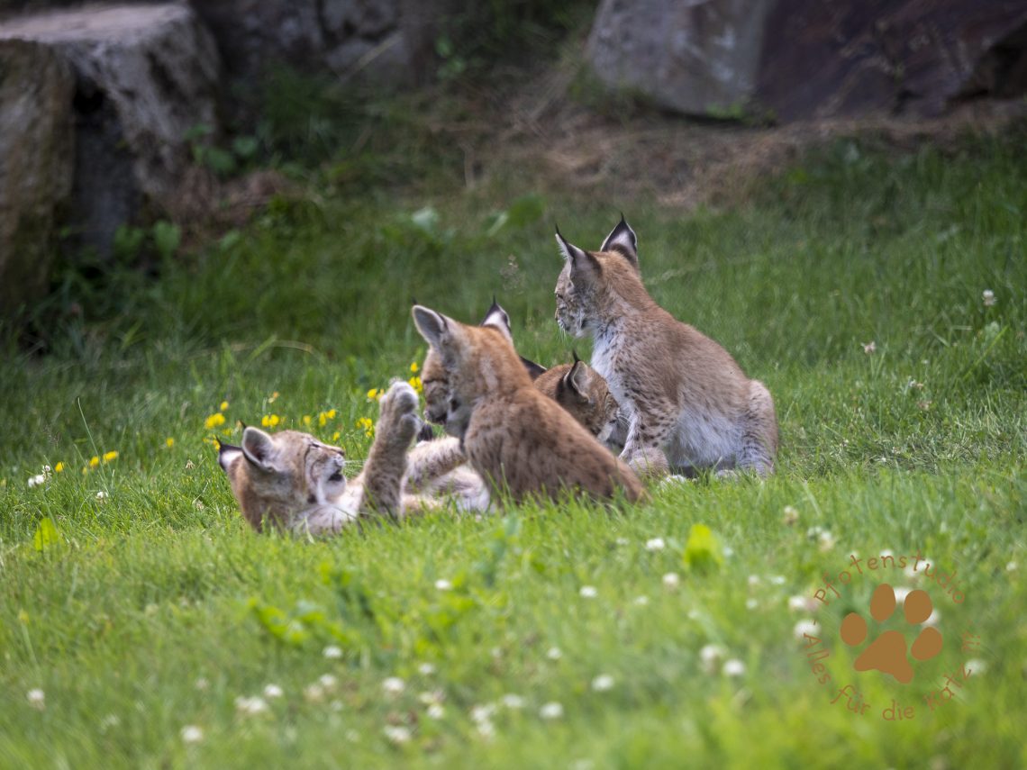 Europ_ischer_Luchs_7150209