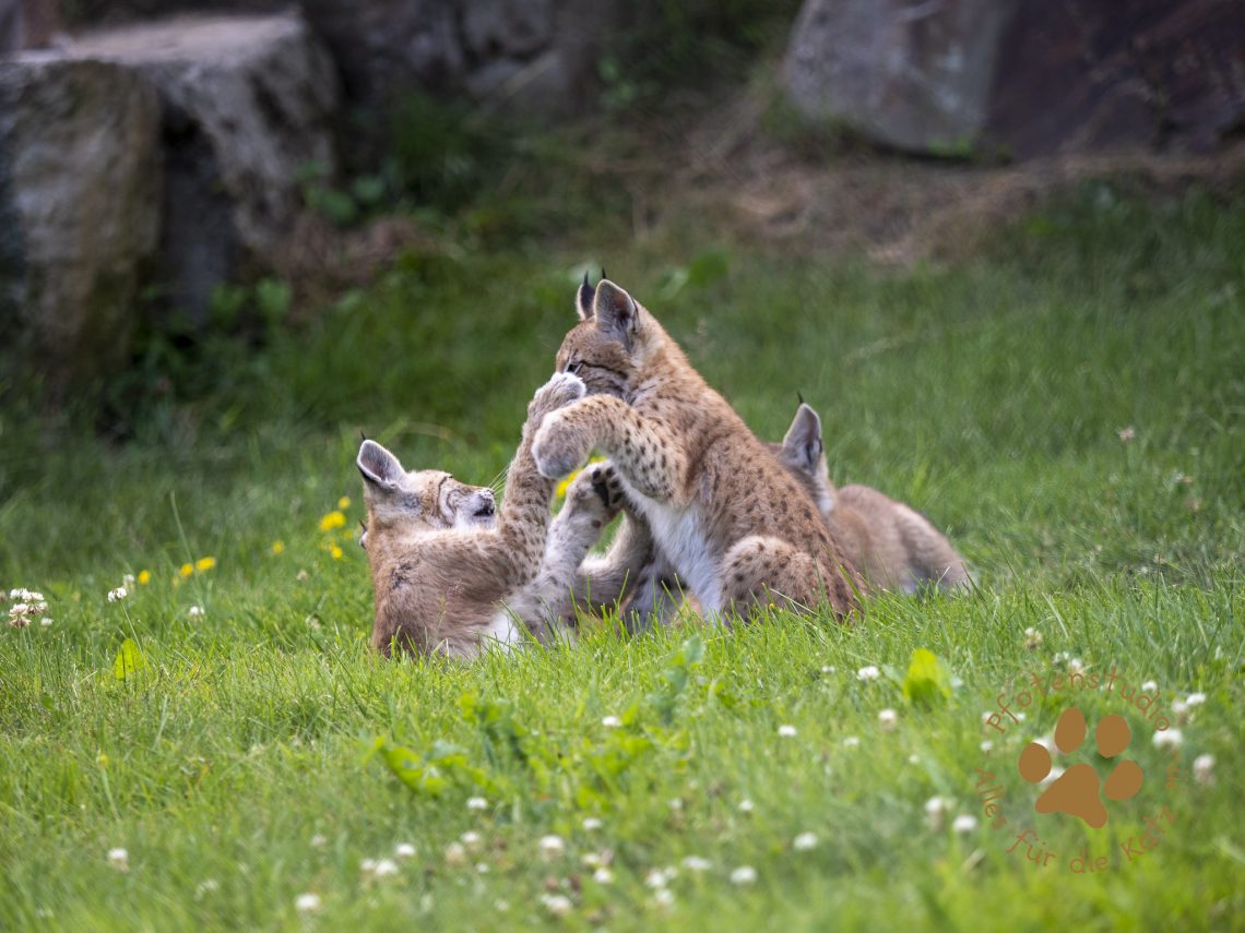 Europ_ischer_Luchs_7150215
