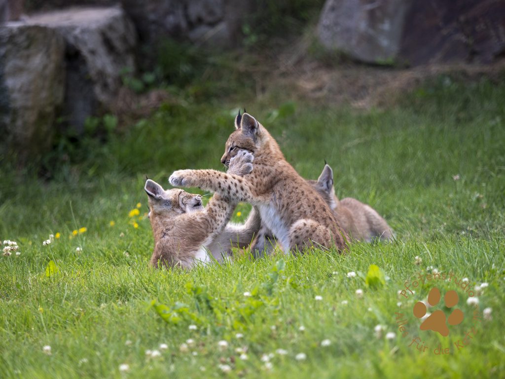 Europ_ischer_Luchs_7150216