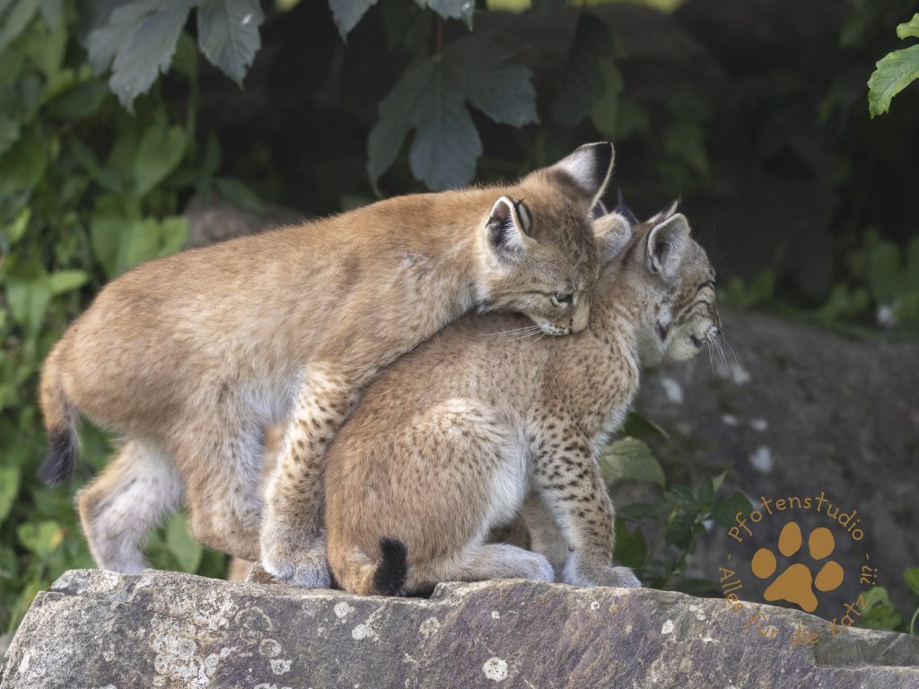 Europ_ischer_Luchs_7150257-2