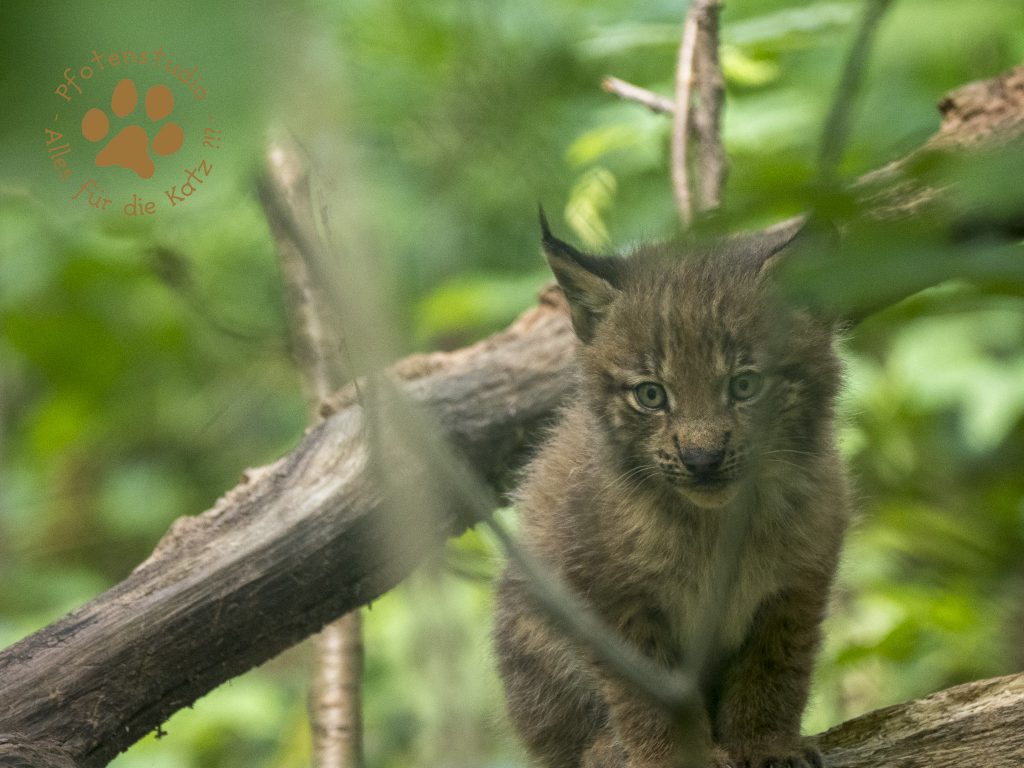 Europ_ischer_Luchs_7150321