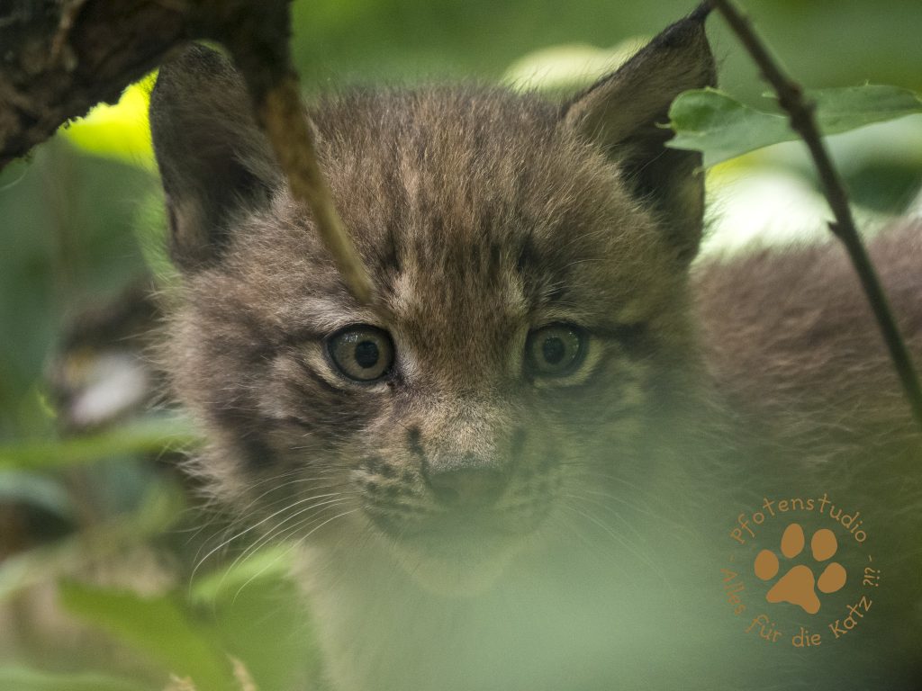Europ_ischer_Luchs_7150390