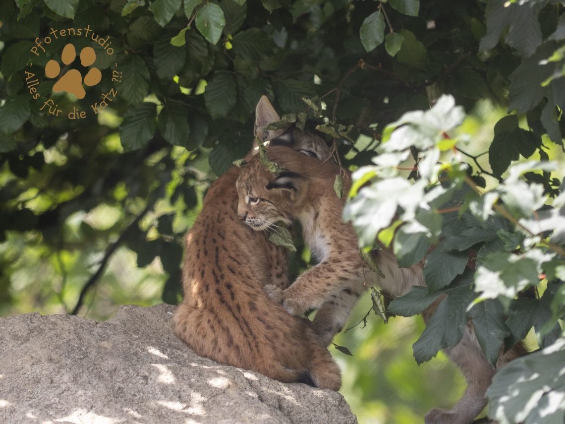 Europ_ischer_Luchs_7280083-2