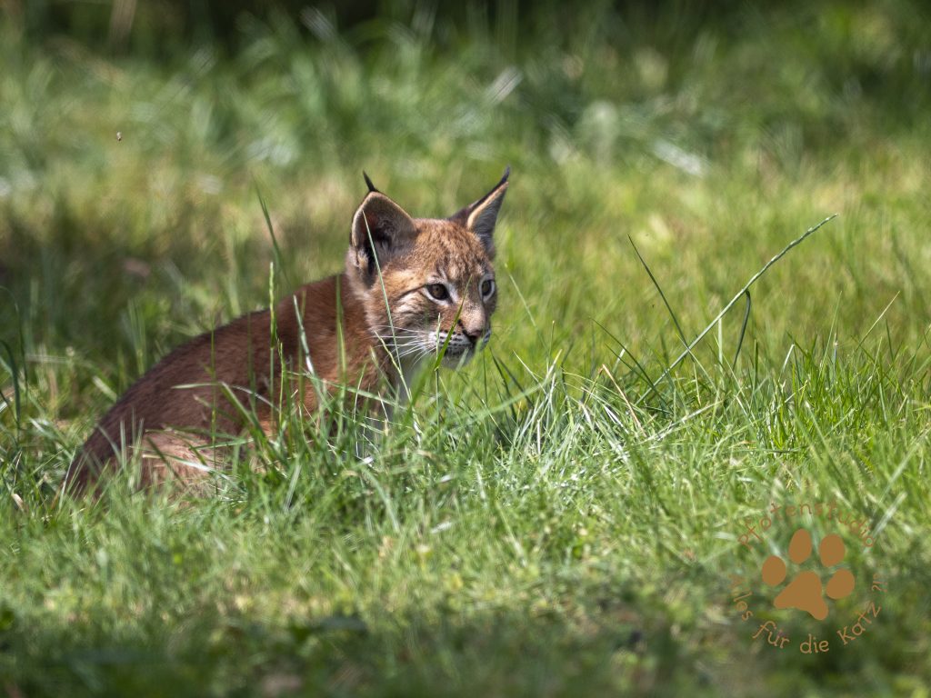 Europ_ischer_Luchs_7280100-2