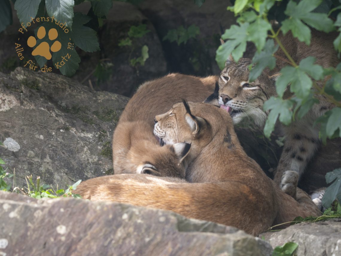 Europ_ischer_Luchs_7280179-2