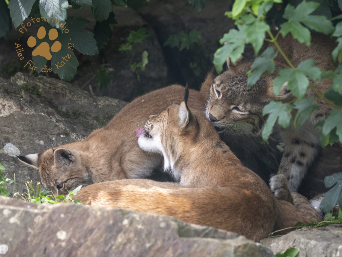 Europ_ischer_Luchs_7280181-2