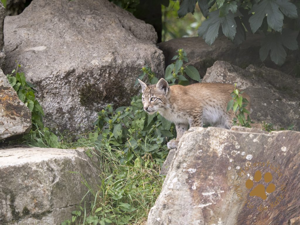 Europ_ischer_Luchs_7280183