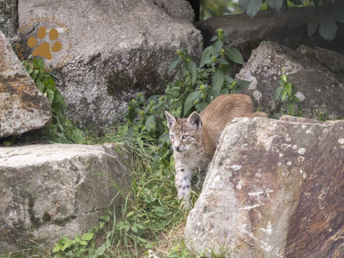 Europ_ischer_Luchs_7280192
