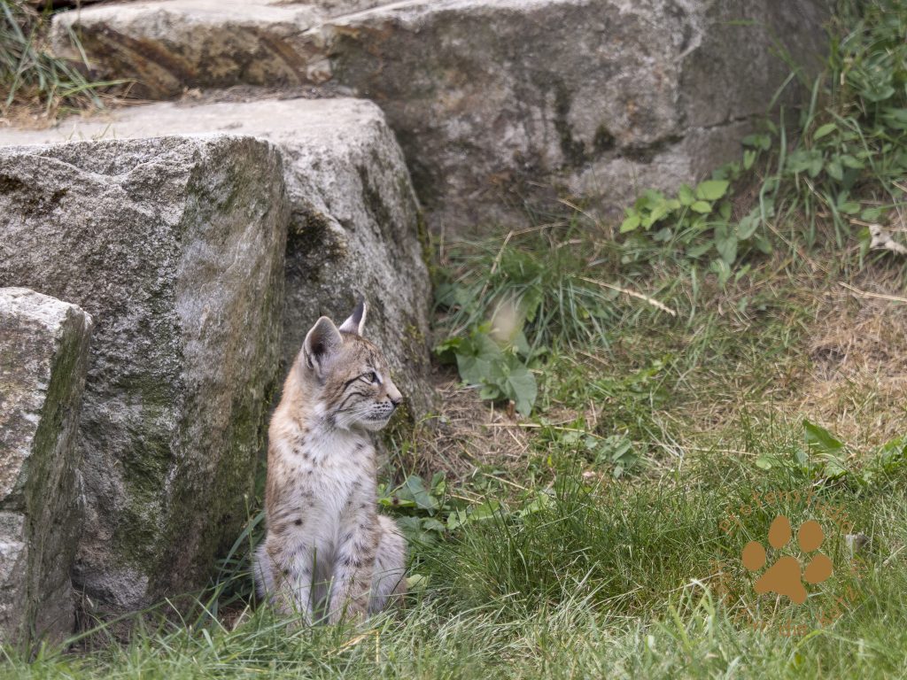 Europ_ischer_Luchs_7280213