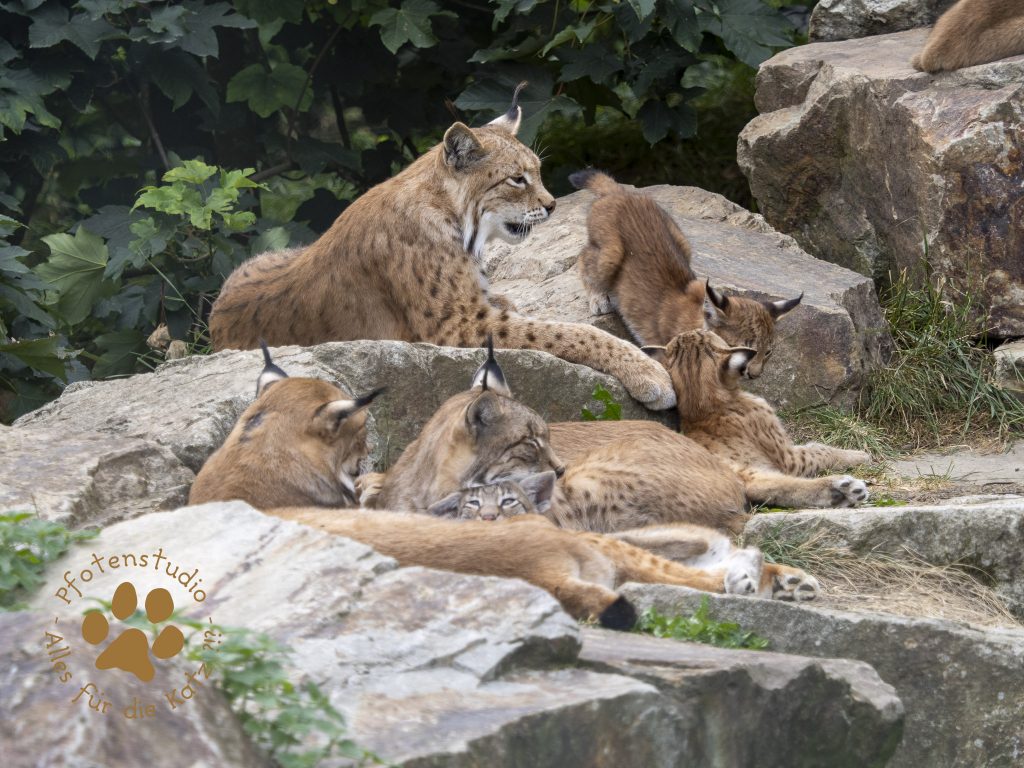 Europ_ischer_Luchs_7280249