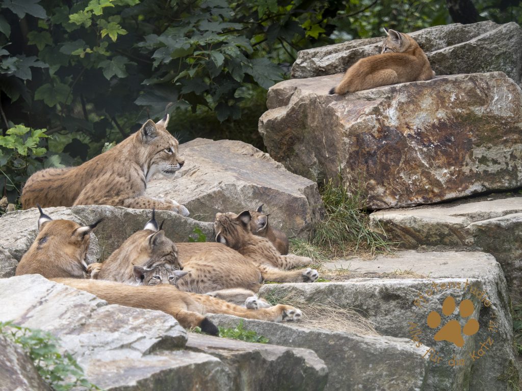 Europ_ischer_Luchs_7280252