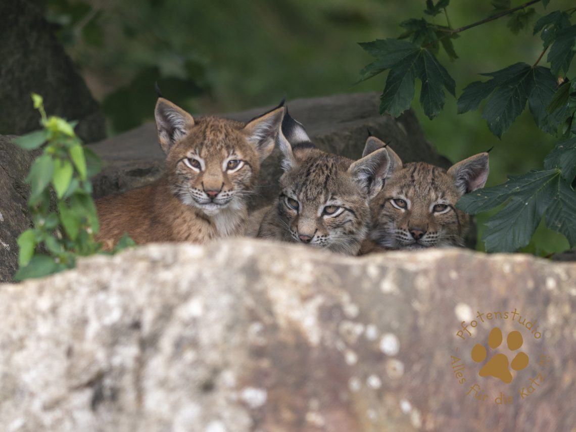 Europ_ischer_Luchs_7280268-2