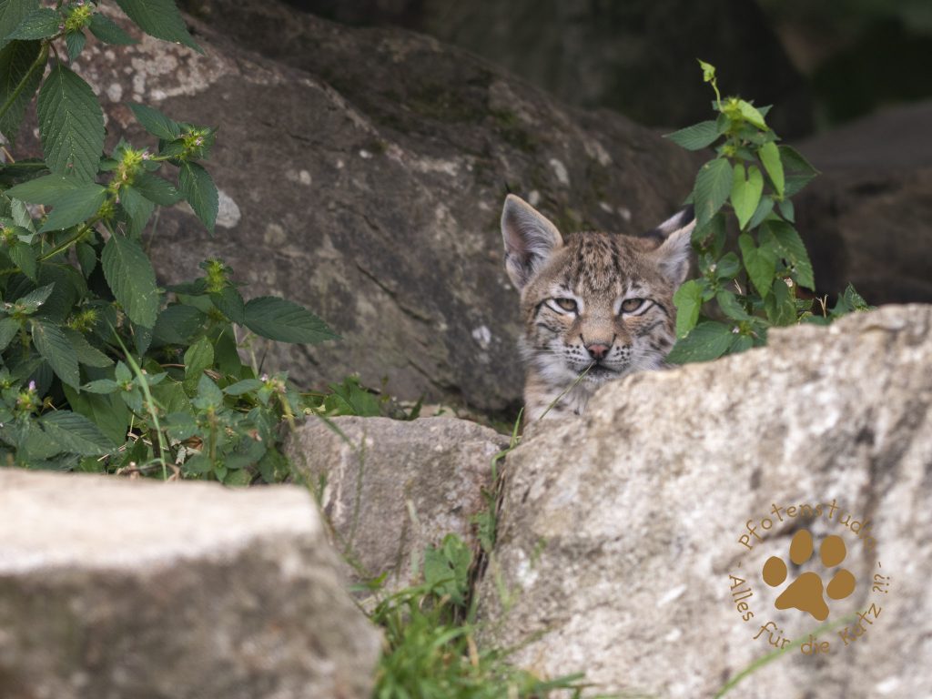 Europ_ischer_Luchs_7280288-2