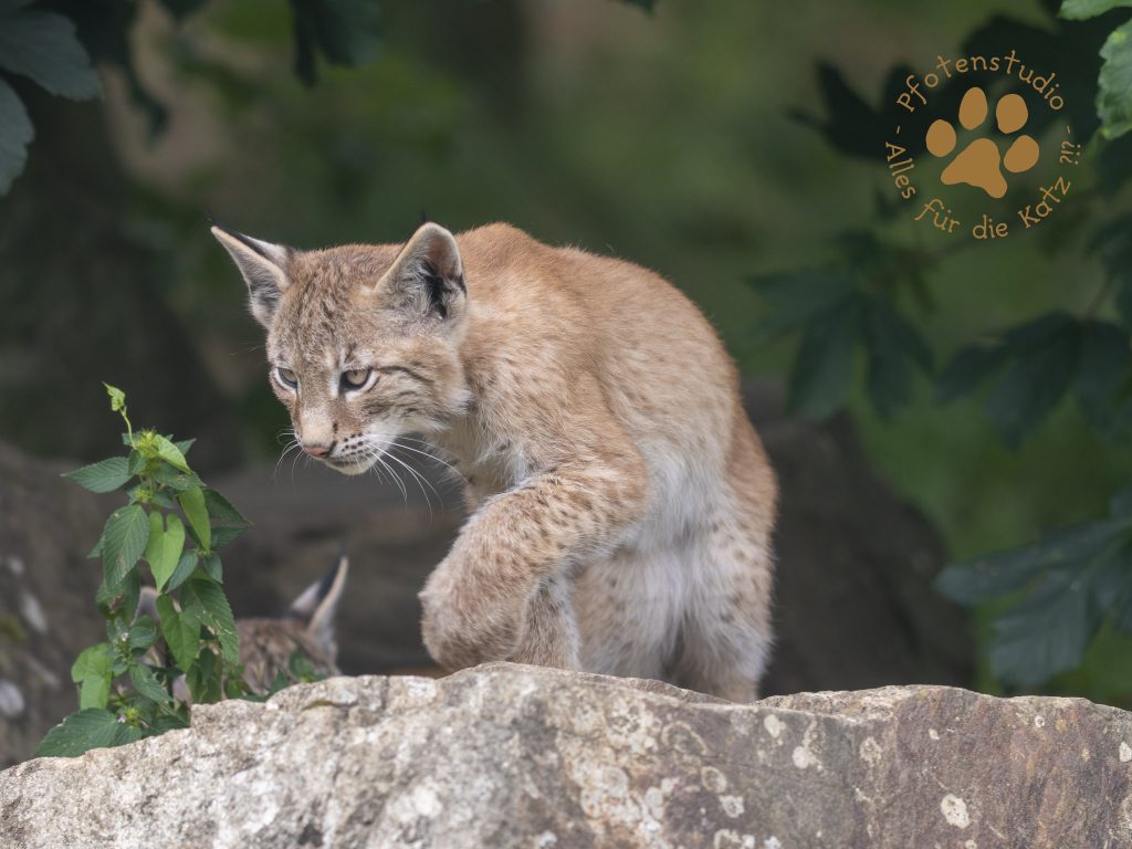 Europ_ischer_Luchs_7280317-2